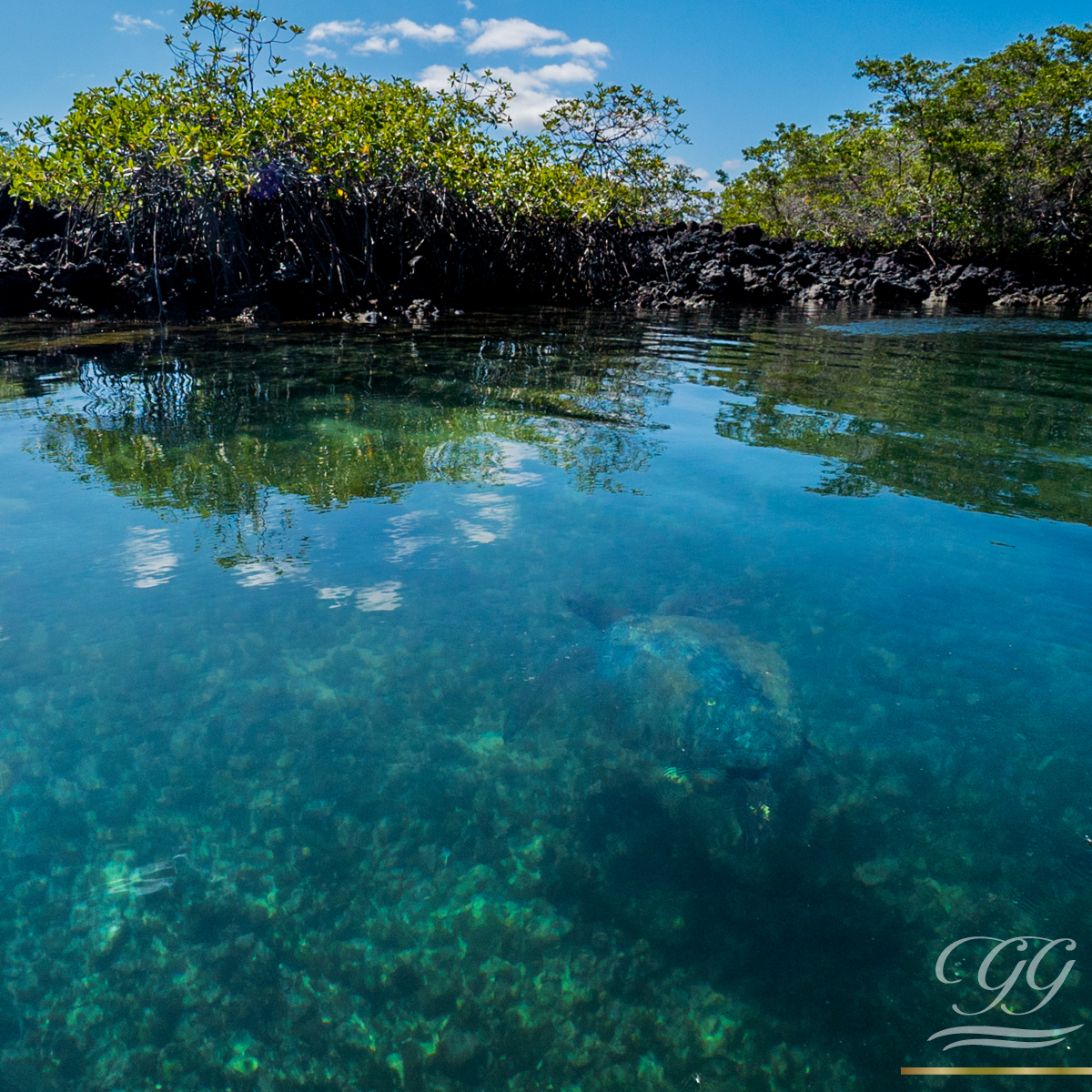 GoldenGalapagos's tweet photo. Nature's colors in the Galapagos Islands lead visitors into a world of fantasy. When you least expect it, you'll see wildlife that never ceases to surprise! #DontCancelModify #TravelTomorrow
#GoldenGalapagosCruises
#TheGoldenExperience
#GalapagosIslands https://t.co/gwLyAKfgGa
