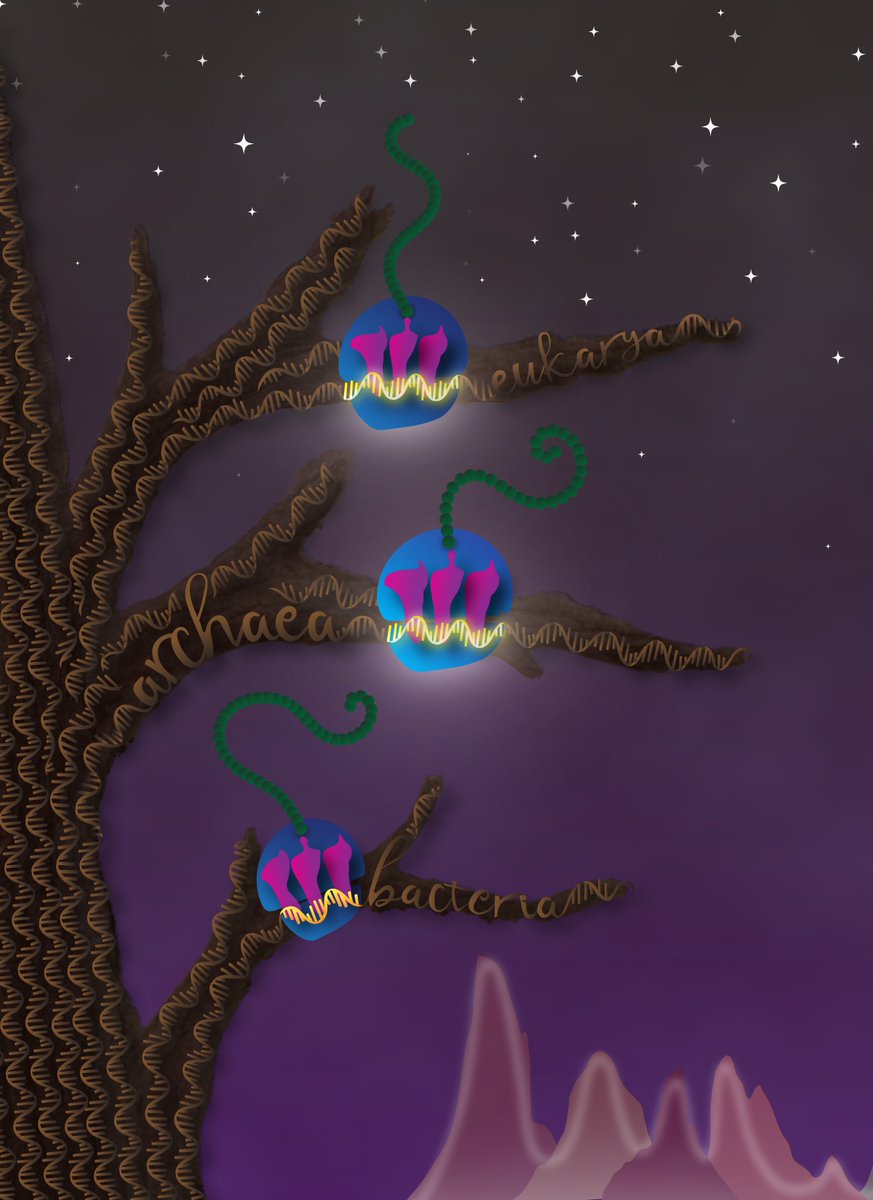 RebekkaPaisner's tweet photo. Congrats Diego @tehhoyen on receiving the Saul Roseman Award for your outstanding thesis research! @HopkinsCMDB Here is an illustration I made for Diego's NAR paper. Check out the preprint on biorxivs https://t.co/OKyeXvsKlR (1/3) https://t.co/hMVhJPnGK7