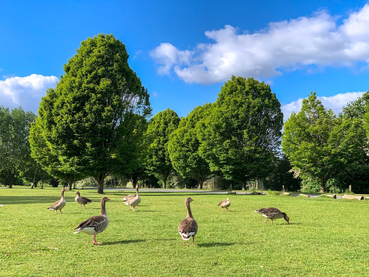 GeetRamPhotos's tweet photo. Went for a walk at one of my favourite local place again, Fairlop Waters. I managed to capture the images of 'Social Distancing' followed by the ducks on land. It was very touching to observe the love and dedication by the parents
#SocialDistancingDucksStyle #Ducksarmy https://t.co/FGGJkBrW1U