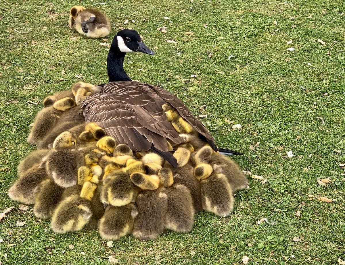 GeetRamPhotos's tweet photo. Went for a walk at one of my favourite local place again, Fairlop Waters. I managed to capture the images of 'Social Distancing' followed by the ducks on land. It was very touching to observe the love and dedication by the parents
#SocialDistancingDucksStyle #Ducksarmy https://t.co/FGGJkBrW1U