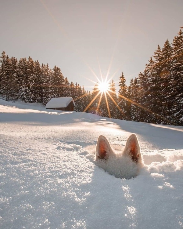 Ear in the snow