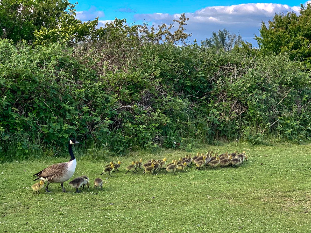 GeetRamPhotos's tweet photo. Went for a walk at one of my favourite local place again, Fairlop Waters. I managed to capture the images of 'Social Distancing' followed by the ducks on land. It was very touching to observe the love and dedication by the parents
#SocialDistancingDucksStyle #Ducksarmy https://t.co/FGGJkBrW1U
