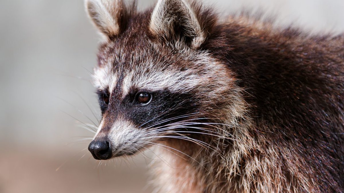 Nature_Colorado's tweet photo. Many of us are spending more time than ever observing nature in our own backyards. Here are some fun facts about our wild neighbors➡️https://t.co/zyfrl4F2I1
#CoolGreenScience https://t.co/q0JX7UlNTc
