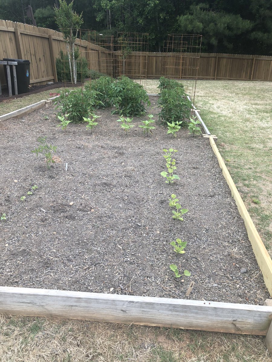 Quick garden check while supper finishes cooking. No watering needed today.