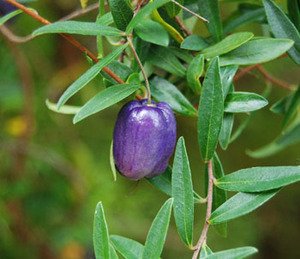 fbzero16's tweet photo. Billardiera longiflora - Appleberry

أشجار البيلارديرا ، المعروفة باسم حبات التفاح أو زلابية التفاح لها ثمار عطرية لونها ما بين الازرق والبنفسجي ولا تؤكل ولا تنضج الا عندما تسقط على الارض من الشجرة https://t.co/MbmKCZTxZE