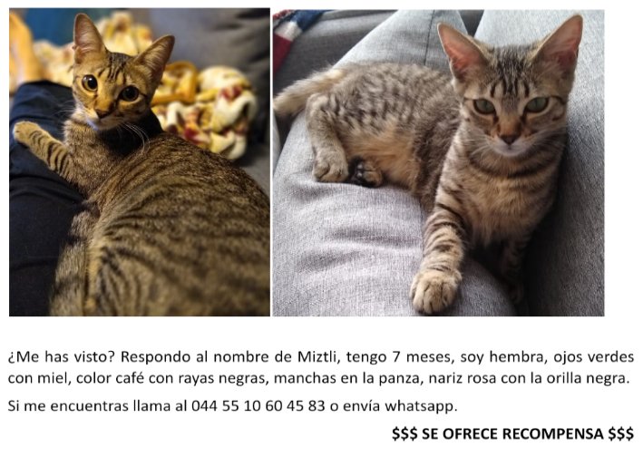 Silitzin_n's tweet photo. Hace unas horas Miztli despareció de mi departamento, no sé cómo. 

Llevo horas buscándola por los alrededores, ya pegué cientos de letreros, por favor compartanlo y ayúdenme a encontrarla.

Estoy en la Unidad Hueso Periférico en Villa Coapa, enfrente de UAM Xochimilco. https://t.co/JRZT87TIqA