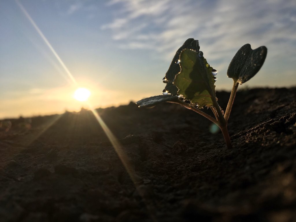 Tom_L_Carr's tweet photo. Grow you good thing 🌱🌱@pioneerseedsau #warakirricropping https://t.co/dLZ1ZpSxPb
