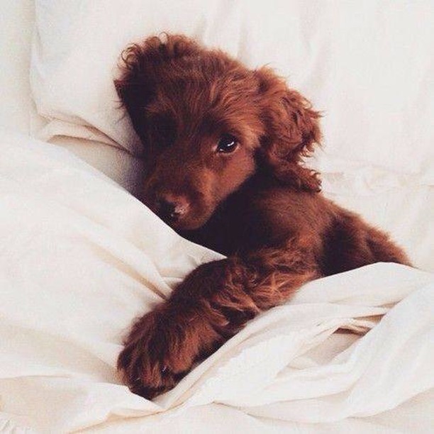 morning!  #cachorro #perro #gato #mascota #pets #animales #dog → instagram.com/p/CAJPGW7F3hk/