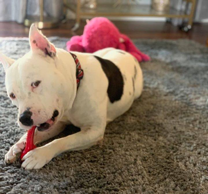 HAVLV's tweet photo. Help save animals in just 2 minutes. Vote once a day: https://t.co/7hOImw9iWS
#AdoptDontShop #rescuedog #adoptable #animalrescue https://t.co/EELDBcaAUe