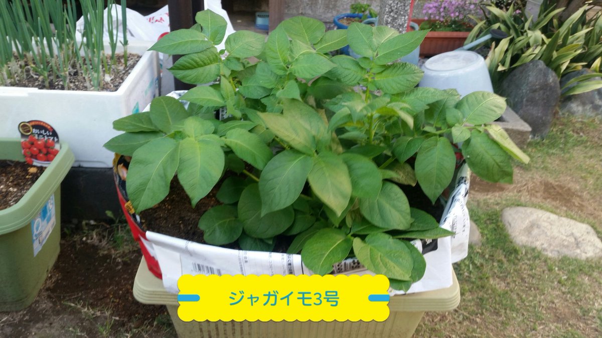 ネギ男 晴れた日の日中 袋栽培のジャガイモがすぐに萎れてしまいます 水をあげるとすぐに復活するのですが あまり水を与え過ぎると芋が腐りそうな気も プランター栽培のジャガイモはそんなに萎れないのです この違いは何なんでしょうか ジャガイモ ネギ男 晴れた日の日中 袋栽培のジャガイモがすぐに萎れてしまいます 水をあげるとすぐに復活するのですが あまり水を与え過ぎると芋が腐りそうな気も プランター栽培のジャガイモはそんなに萎れないのです この違いは何なんでしょうか ジャガイモ