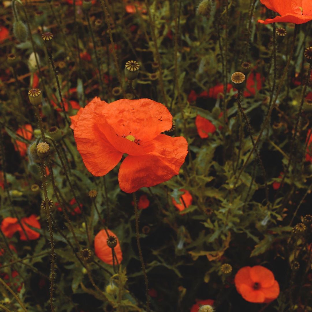 AromaAssocUSA's tweet photo. Studies have found that just looking at still images of #nature is enough stimulus to help lower stress levels and settle nerves.

Let these #natureful shots bring you instant calm and a much-needed moment of peace. https://t.co/h9GGRbhB2k