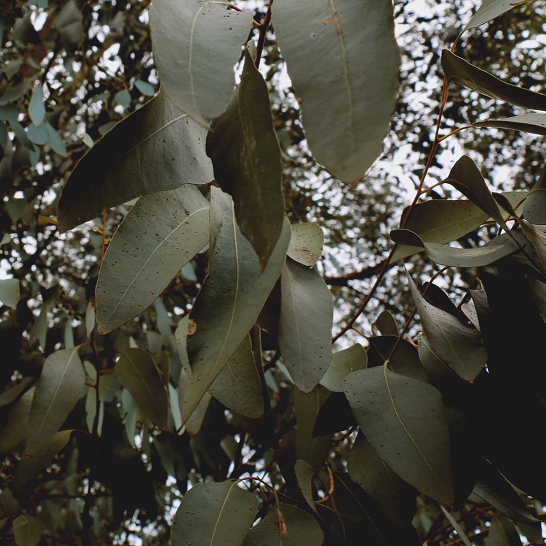 AromaAssocUSA's tweet photo. Studies have found that just looking at still images of #nature is enough stimulus to help lower stress levels and settle nerves.

Let these #natureful shots bring you instant calm and a much-needed moment of peace. https://t.co/h9GGRbhB2k