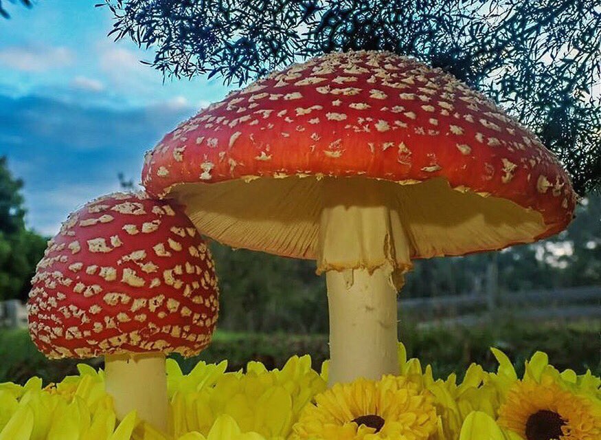 Beautiful Amanita muscaria 🍄🌻
