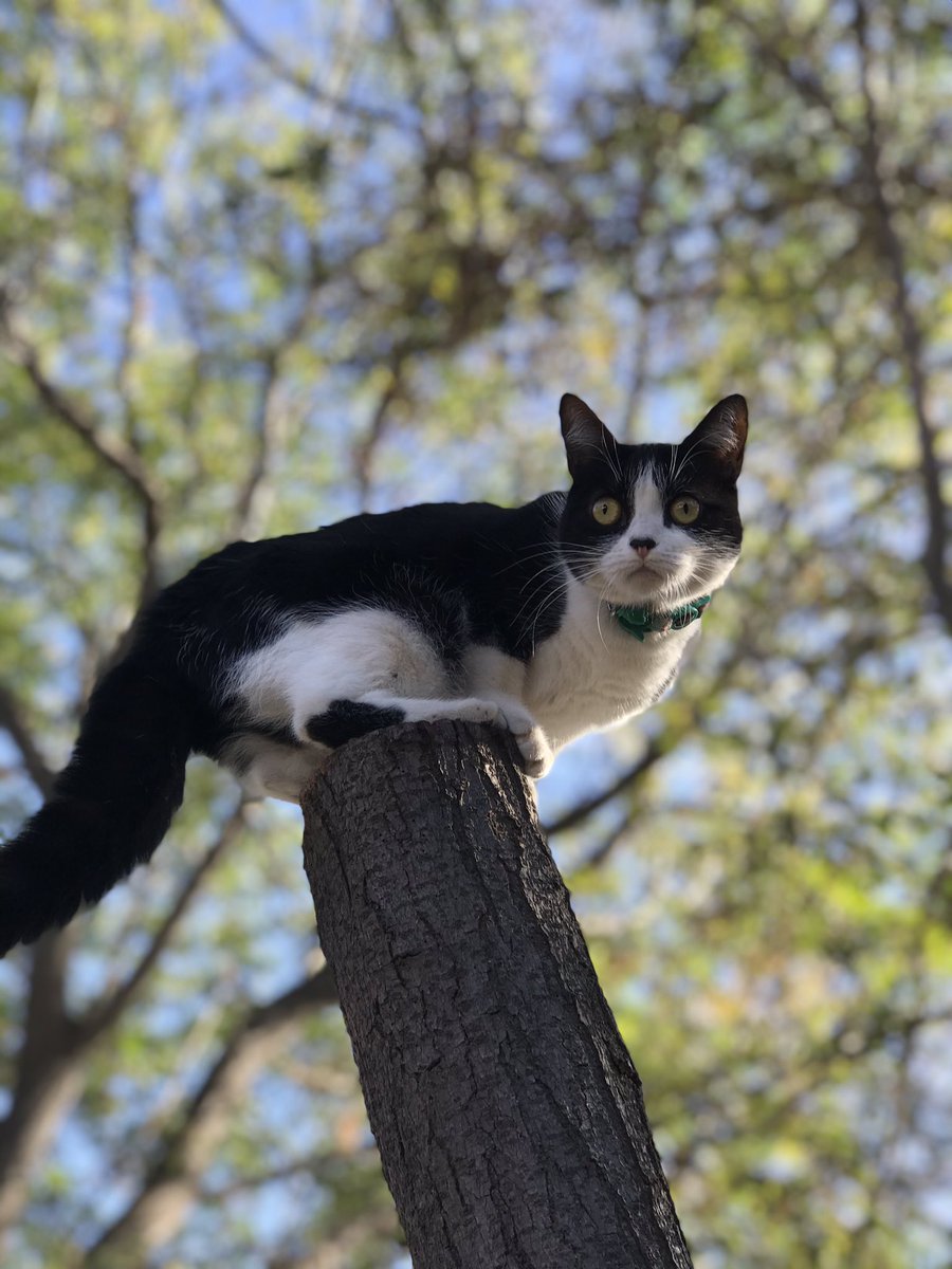 avestruzita's tweet photo. Estoy con el alma destruida. Hoy al rededor de las 11:30 y 12:00 hrs. Se perdió mi Panchita, mi gatita, la saqué a tomar sol al jardín y en un descuido se desapareció. La crie con mamadera desde los dos días de vida, ya tiene un año y un mes. Y se perdió! 😭 ayuda con rt 🙏🏻hilo https://t.co/PT0m2Ziumg
