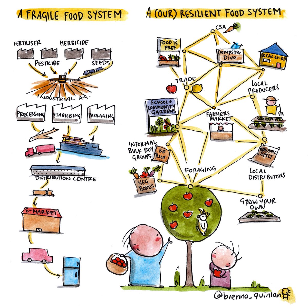 The industrial system is so fragile because one failed link in the chain can topple the whole lot. With local systems, they're more able to adapt and change.

#permacultureillustrator #foodsovereignty #localfood