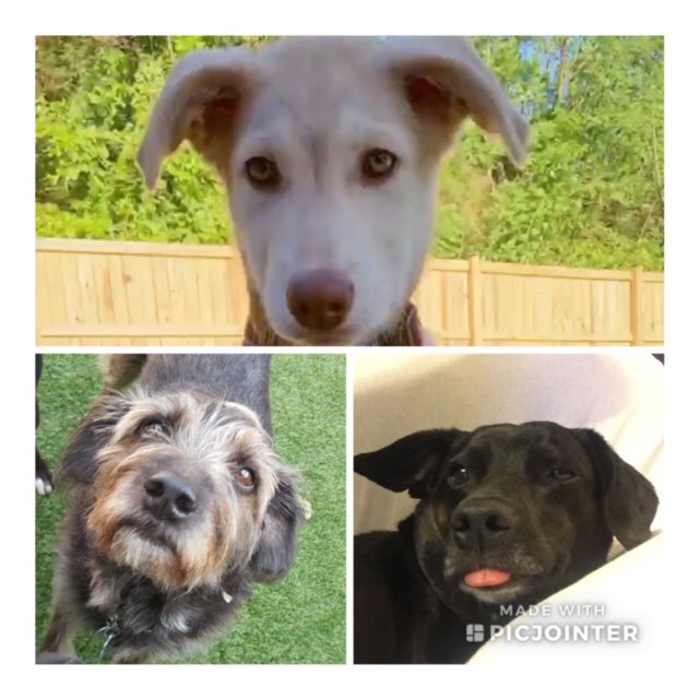 WilliamsburgCSD's tweet photo. Ms. Boyers loves her dogs every day, but especially today—day 3 of Stress Less, Laugh More week, Animal Appreciation! Beamer, Thunder and Harley are the source of lots of laughter. #WMSSLLM @WMS_Wolf_DOC @wmspta2019 @WMS_WolfPack @BoykinBryan https://t.co/TSY8XOyUM7