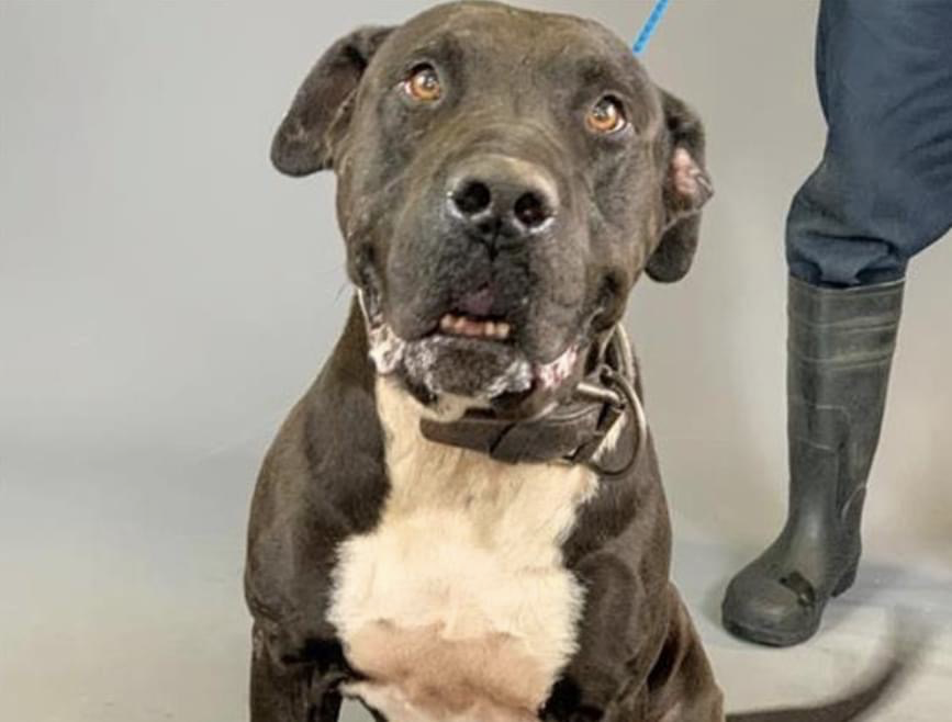 chortletown's tweet photo. Please stop &amp; take a look at gorgeous BLACKIE 🥰
An owner surrender in a #HighKill shelter, he's HW+, COMPLETELY UNNOTICED &amp; facing DEATH. He deserves so much more. If you're in or near #HarrisCty #TX pls #FOSTER #ADOPT #PLEDGE for Blackie to find his true loving family 💔 https://t.co/gbMlzn1GZN