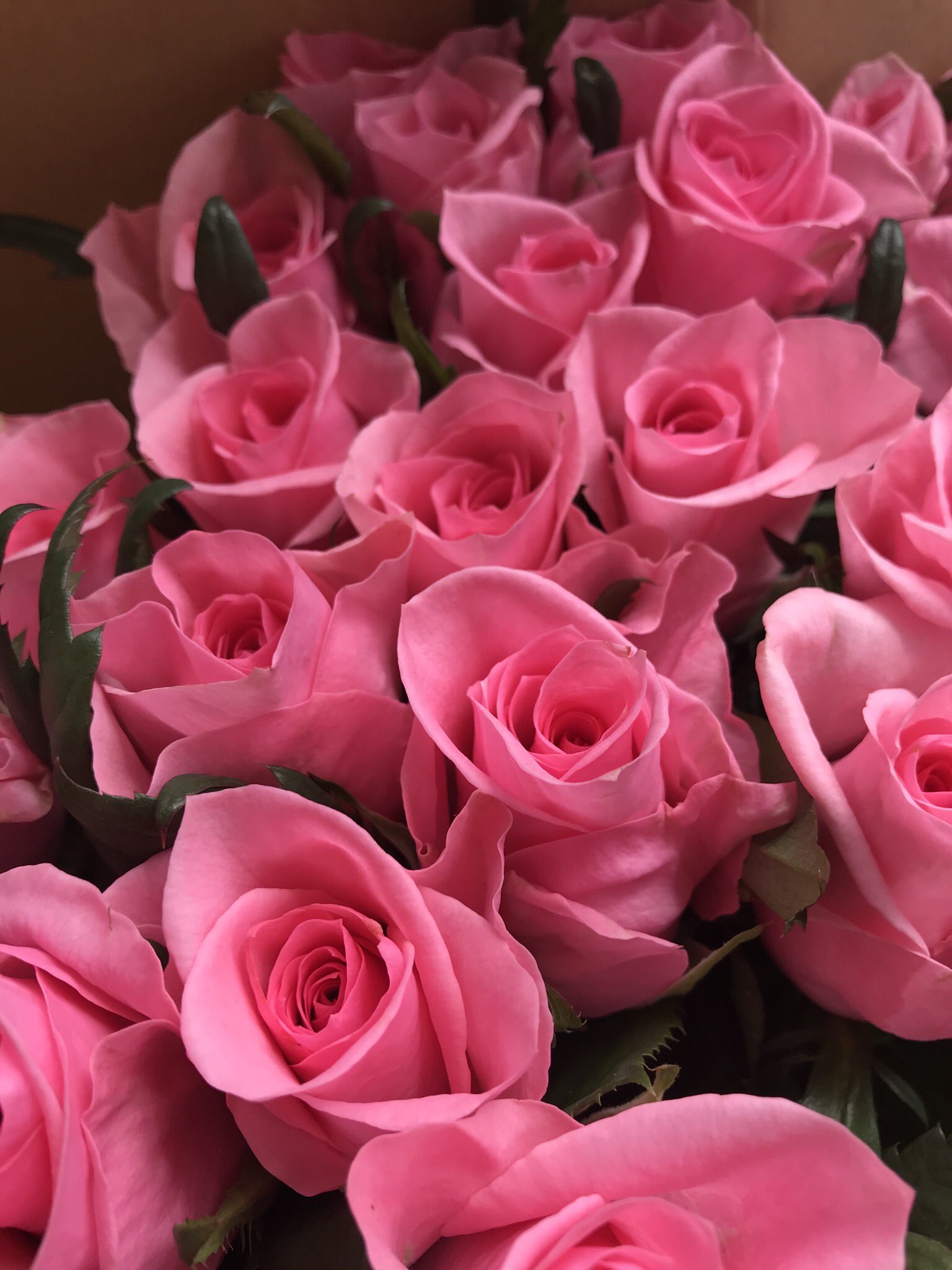 花屋 里乃彩 バラの名前を一緒に覚えませんか ラブリーガール おだやかな明るいピンク色のバラ 優しいピンクが見ているだけで優しい気持ちになってきます ラブリーガール 里乃彩 サトノイロ Flowers Plants 花屋 フラワー