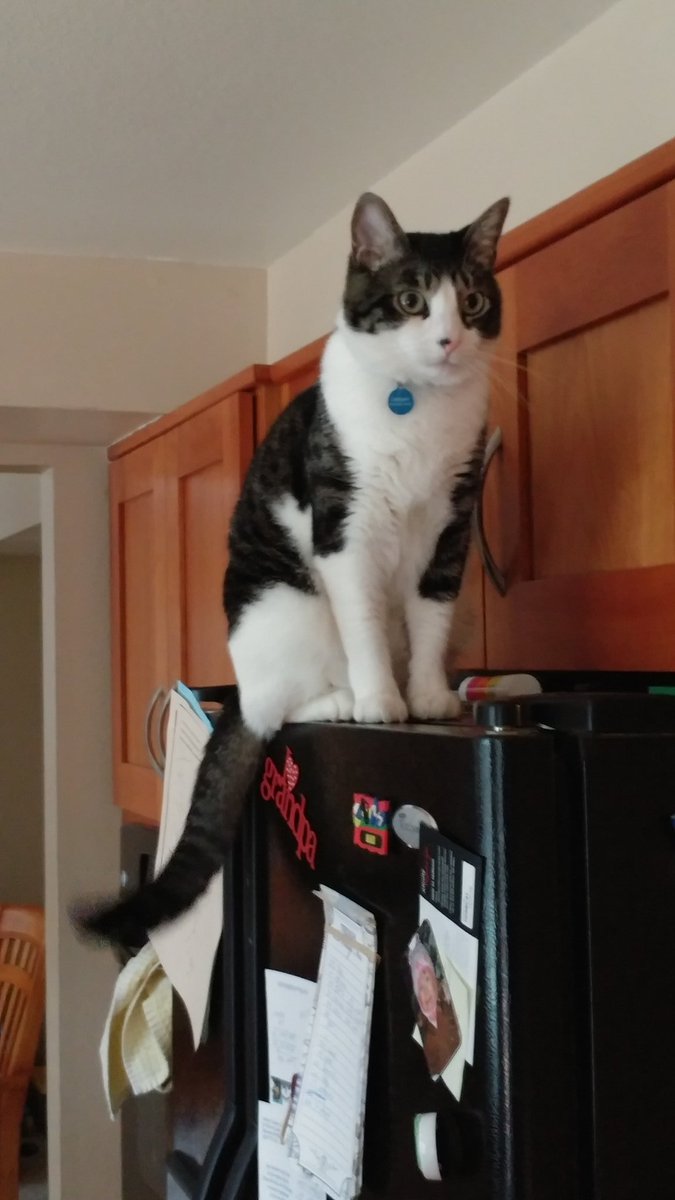 seattlejimmy195's tweet photo. Sorry @TheEllenShow but my wife and I aren't arguing. We've been married over 52 (yes 52) years. The biggest problem we have is getting the cat off the refrigerator. #no #Quarantiffs https://t.co/6EUh8x9dUM