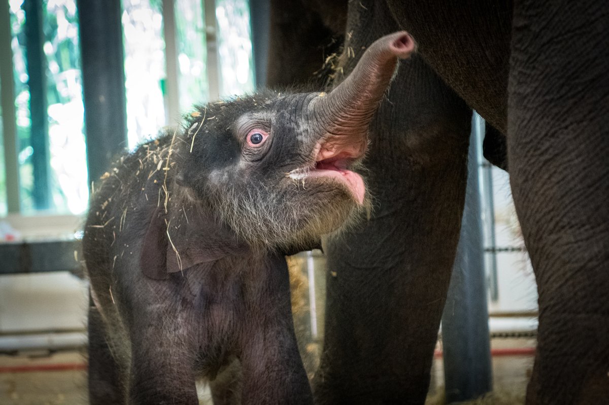 houstonzoo's tweet photo. Oh, boy! On May 12 at 6:30 a.m., 29-year-old Asian elephant Shanti gave birth to a 326-pound male calf. Immediately following his birth, the elephant team and vet staff saw that he was hemorrhaging severely from his umbilicus. https://t.co/hQqx5MNAp8