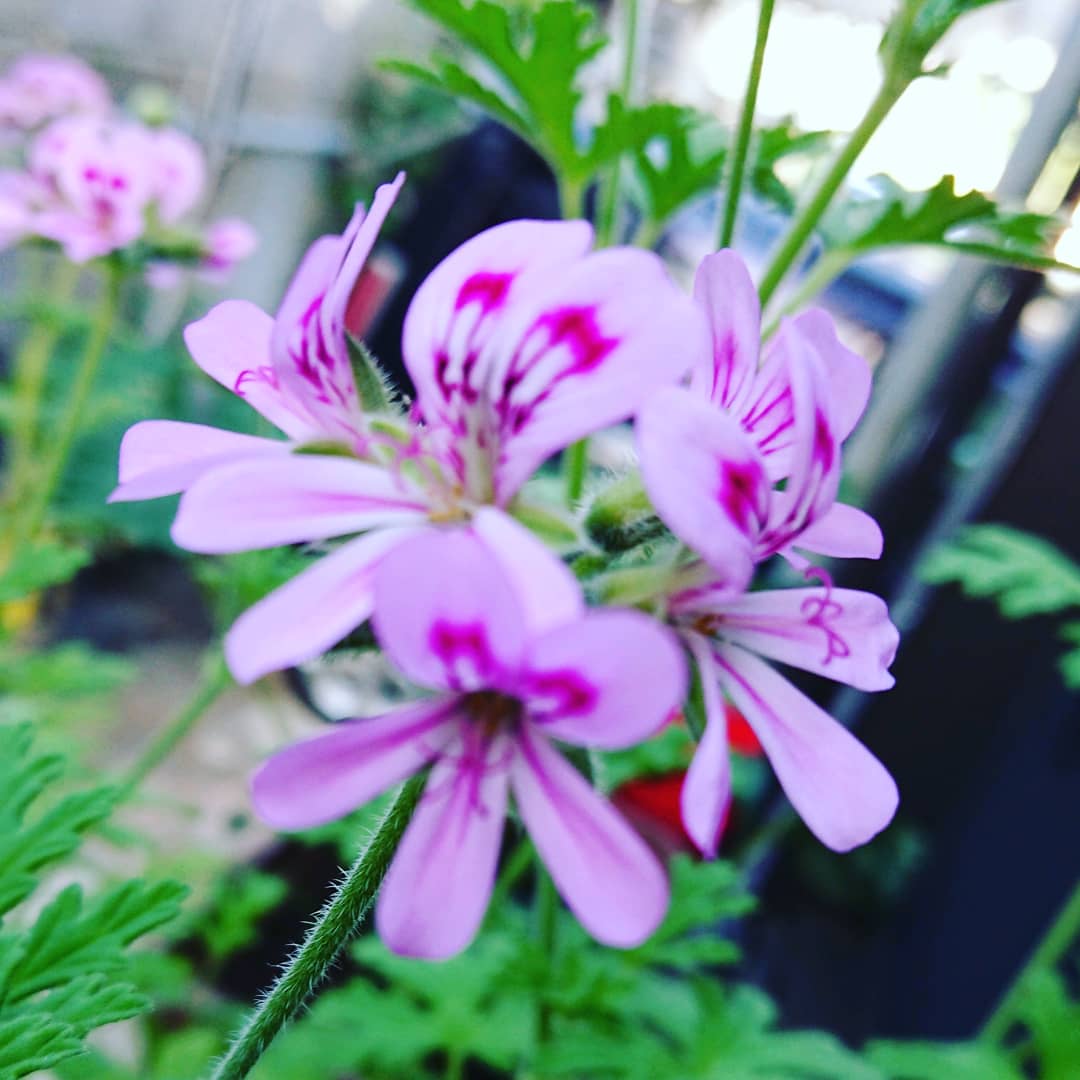 心の音色 Rikko 蚊連草 蚊嫌草 の花って 名前に似合わず可愛い花咲かす 蚊を寄せ付けない効果は ですが 周りをプ ンって飛んでる 笑笑 蚊よけ植物 蚊連草 蚊嫌草 ハーブ草 花かわいい 効果は 蚊が飛ぶ プーン 心の音色 T Co 心の音色 Rikko 蚊連草 蚊嫌草 の花って 名前に似合わず可愛い花咲かす 蚊を寄せ付けない効果は ですが 周りをプ ンって飛んでる 笑笑 蚊よけ植物 蚊連草 蚊嫌草 ハーブ草 花かわいい 効果は 蚊が飛ぶ プーン 心の音色 T Co