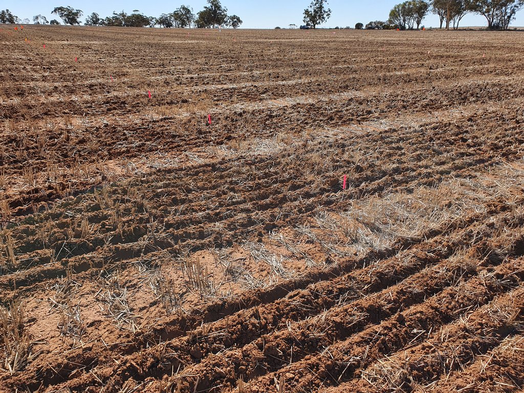 Who likes field trials? This one near York is going to be a beast! Can't wait to take a heap of people across and get into some herbicide nitty gritty!