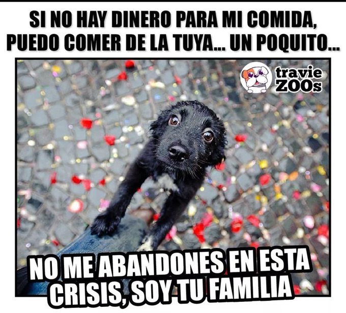 Mon_cet's tweet photo. #CuarentenaTOTALChile
PF..No olvidar nuestras mascotas en cuarentena 
Asegurar su comida para varios dias
Pasear con CORREA 
Adopta una mascota,muchas buscan un hogar hoy
Poner placa con 2 números actualizados
@PerrosPlazaHuem 
@AnimalParaiso 
@F_GarrasyPatas 
@BlanquitaMontt https://t.co/HRBcoZSjYj