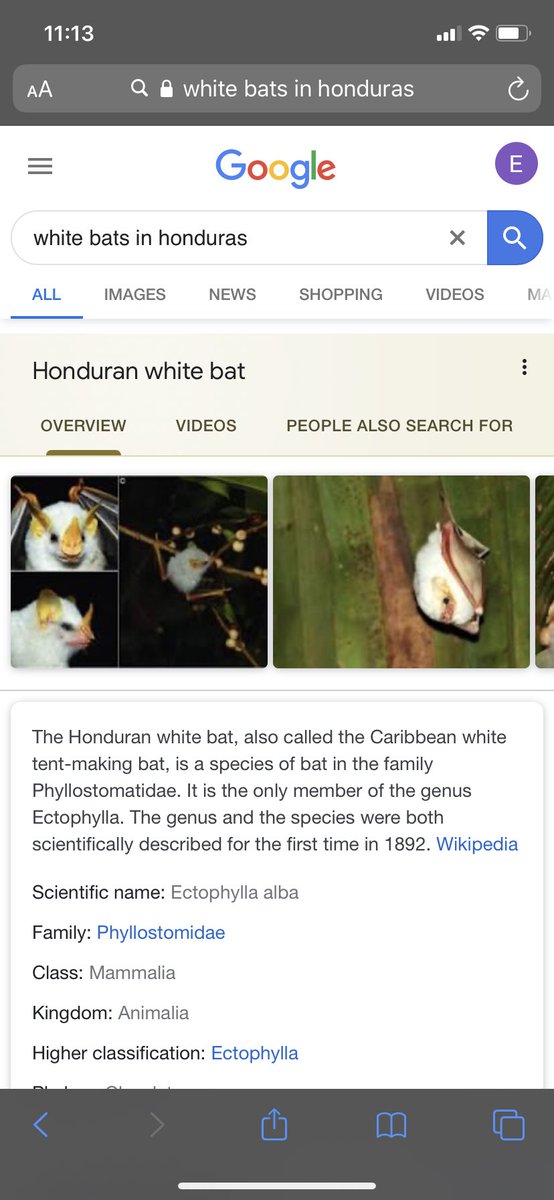 "i ain't never seen no white bites. cocaine bats." cause you live in compton not honduras....