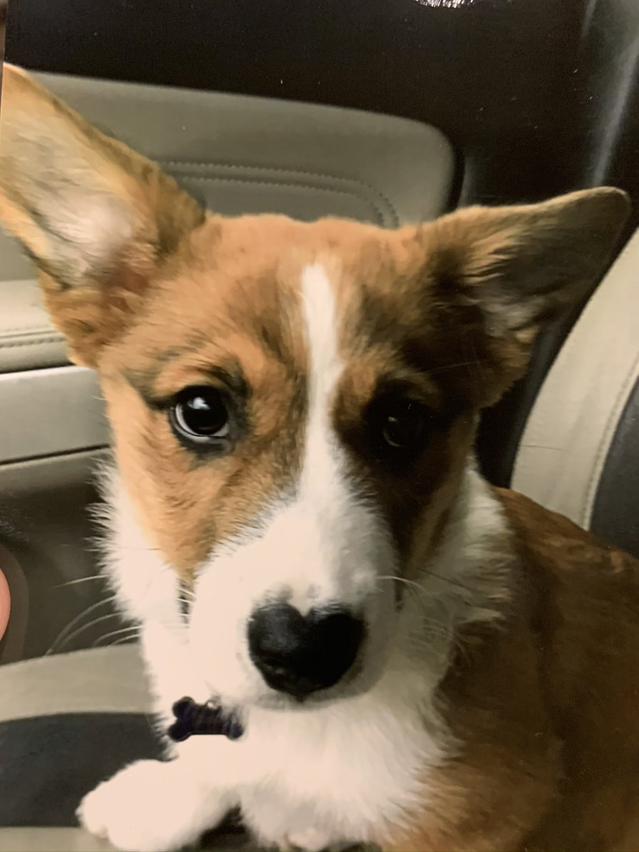 Graydad2's tweet photo. @peet2 Got one of those my Damnie. Barks loud AF. And the herding?!! Good God! The Fam can’t play in the front yard w out Biggie almost breaking through the front window. #thekickaround https://t.co/gncivryaba