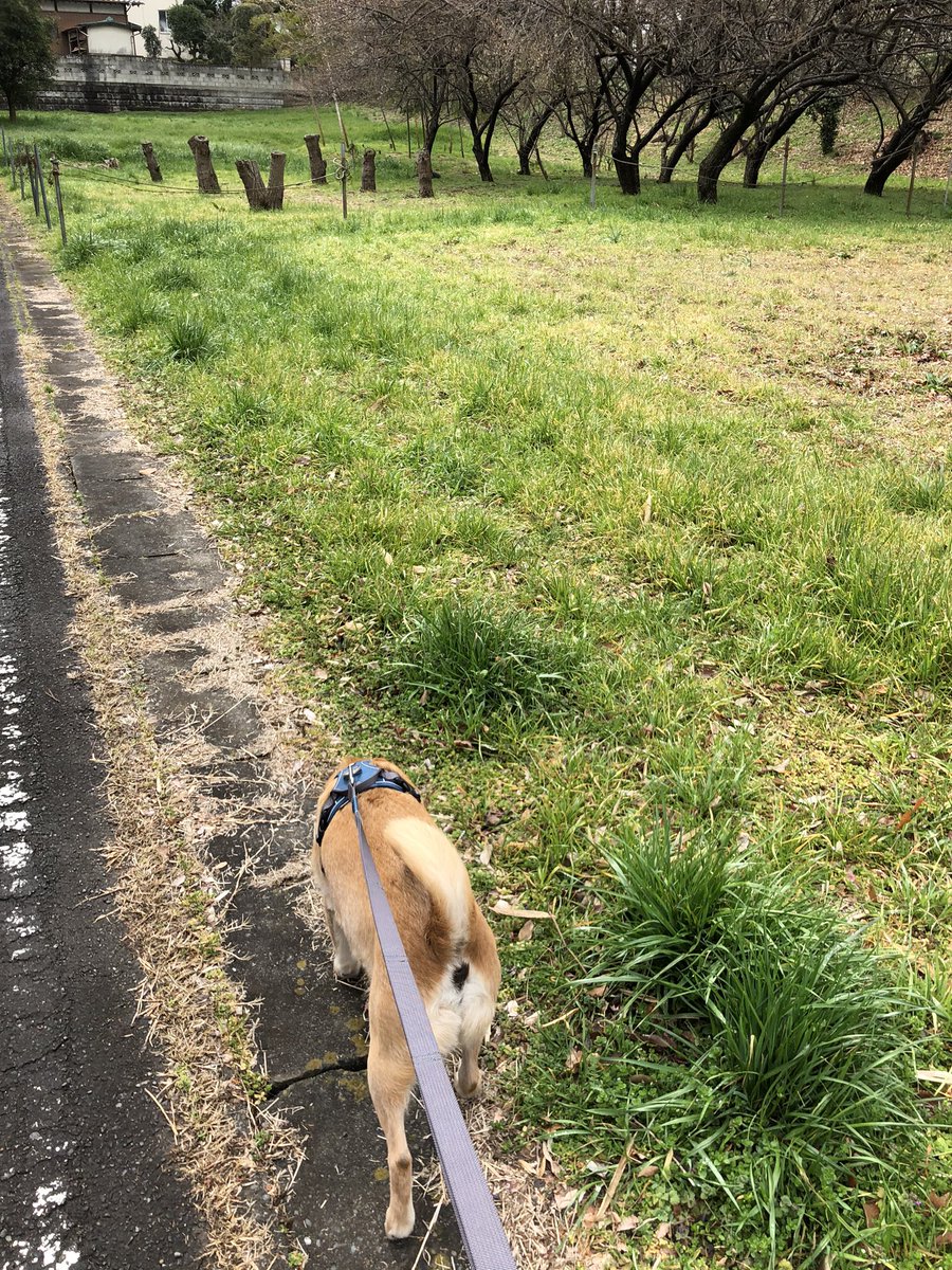 CPtsukuba's tweet photo. お散歩が大好きなヨツオ君🍀
シニアになってもご近所探索にぬかりはありません👀✨
#前足あがってますよ #シニア犬の眼差し #ケアペッツつくば #動物看護師のペットシッター #ペットシッター #キャットシッター #ペットのお留守番 #お散歩代行 #みらい平 #みどりの #犬好きさんと繋がりたい #シニア犬 https://t.co/kijjcGZlla
