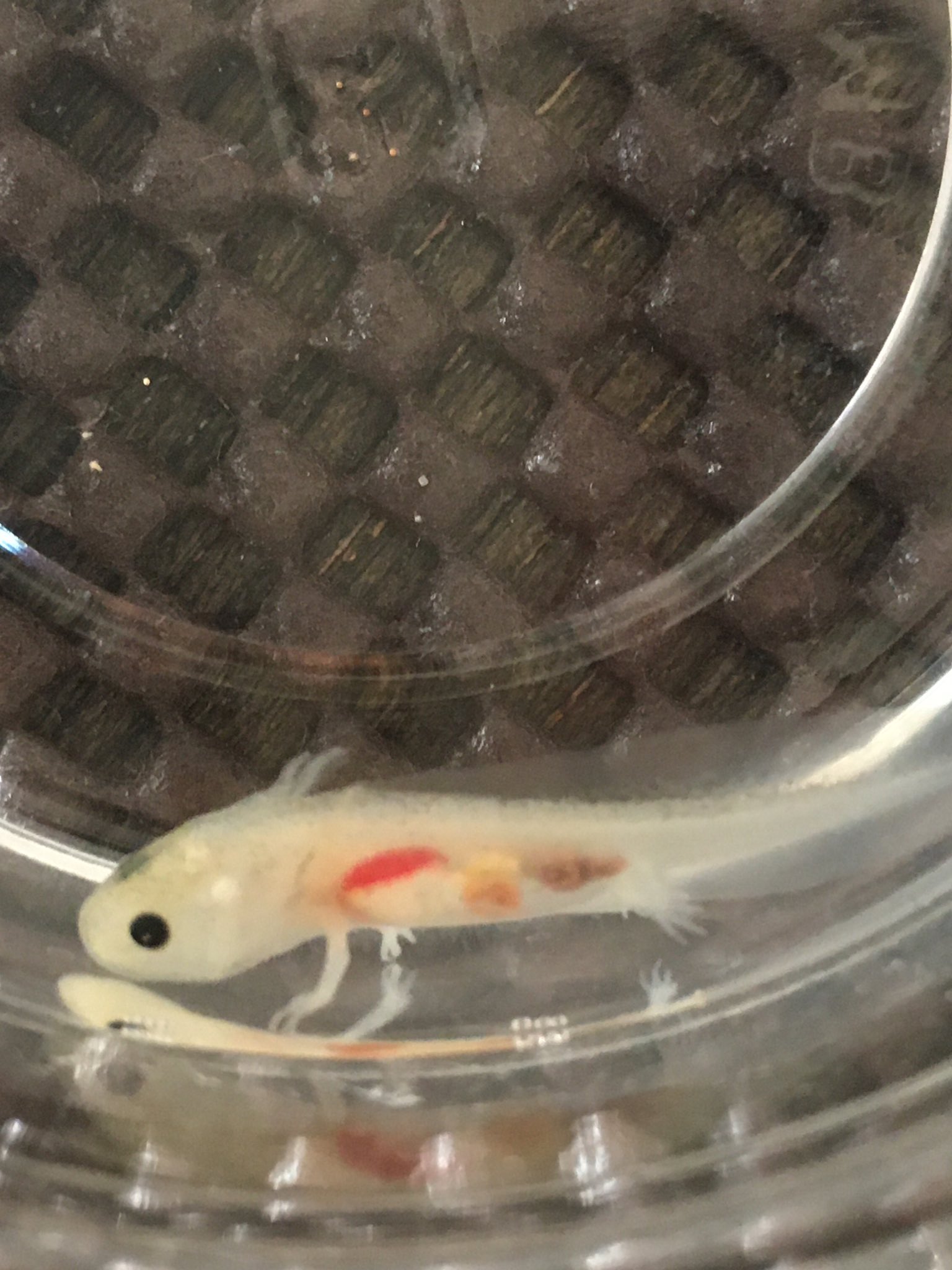 真弓 この2匹 ぷかぷかが全然良くならない おチビだから絶食していいものか ウーパールーパー 稚魚 アクアリウム 両生類 T Co Cxf5omwqea Twitter