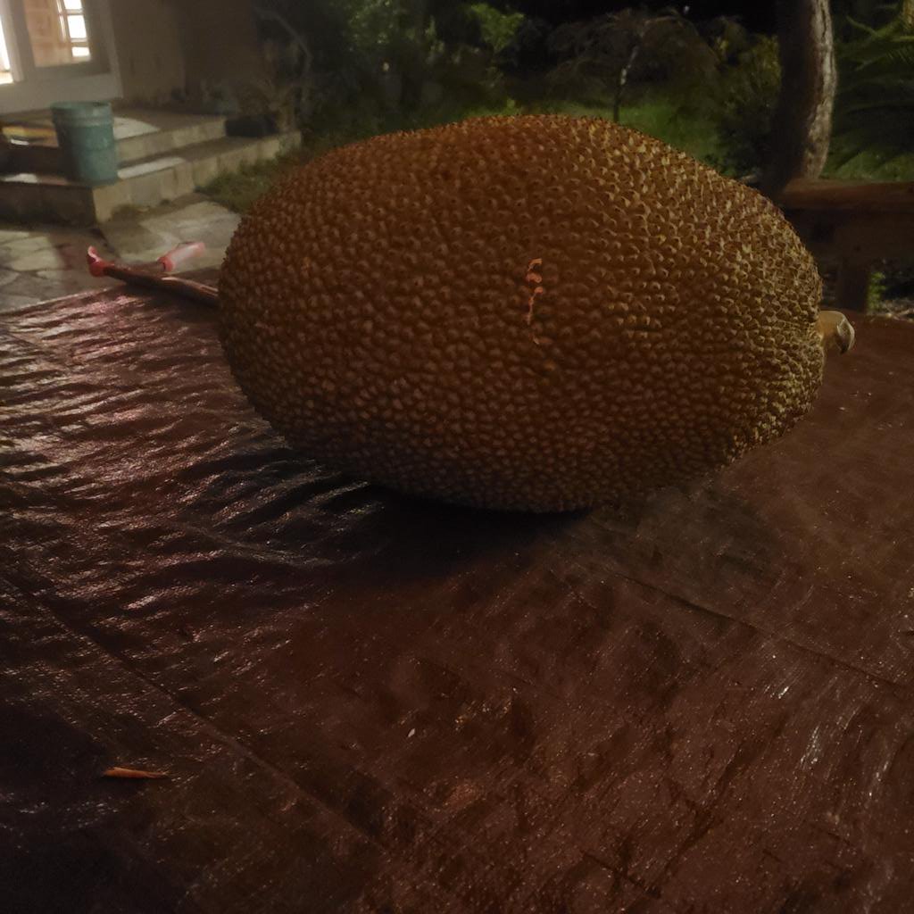 HappyQuailFarms's tweet image. #whatsonthetable #icouldntresist