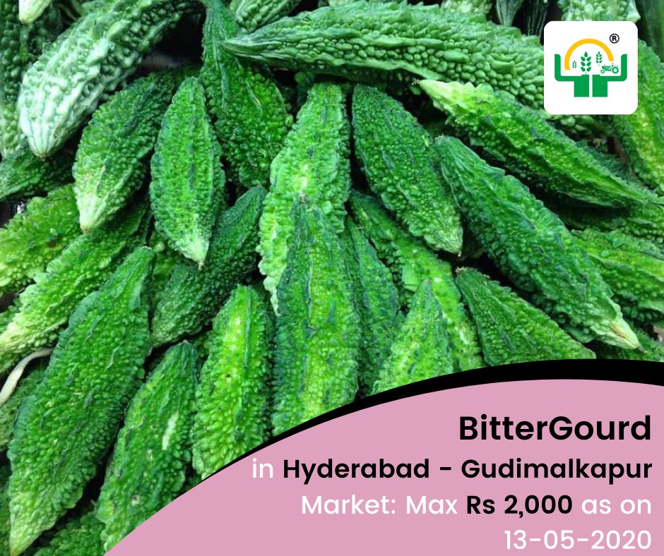 napantaofficial's tweet photo. #BitterGourd in Hyderabad - Gudimalkapur market: Max Rs 2,000 as on 13-05-2020. For information visit:https://t.co/K0j016z4Ic

#BitterGourd #Gudimalkapur #NaPanta #DigitalAgriculture https://t.co/e3CjTWvH93