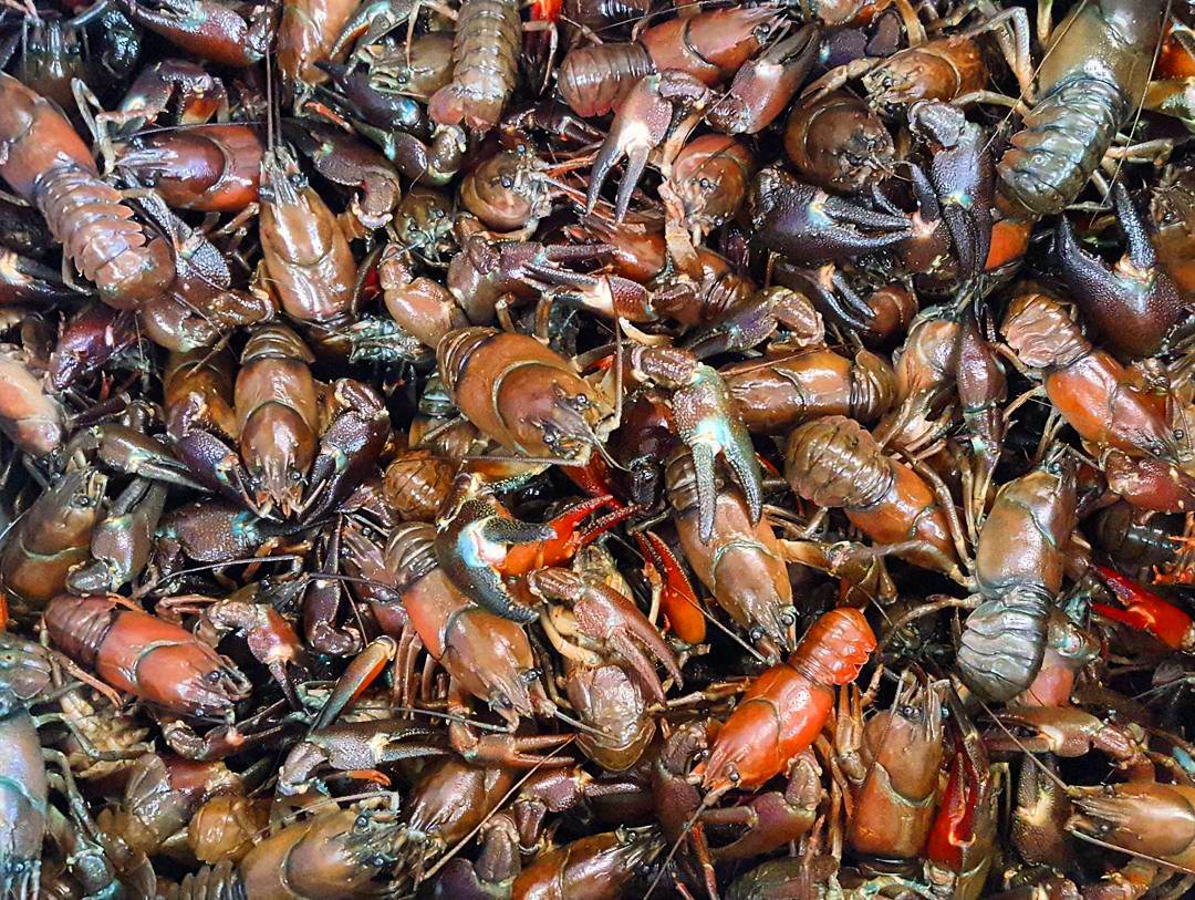 Live Oregon Crawfish season has started. It's Cajun time! #pdx #food #pdxeats #pdxfood #pdxseafood #local #wild #sustainable #oregonseafood #liveseafood #seafoodlover #crawfish #crayfish #crawdads #mudbugs #signalcrayfish #crustaceans #cajun