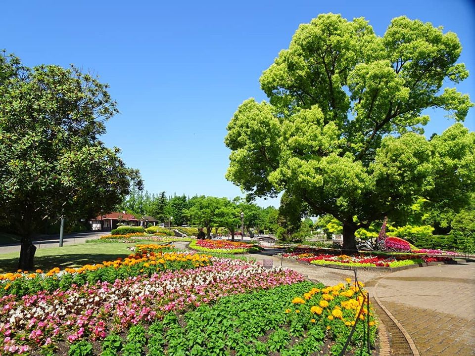 安城産業文化公園デンパーク デンパーク臨時休園中 休園日のデンパーク 今日の写真は正面ゲートを入ってすぐに広がる ヨーロッパ風お花畑 です マリーゴールドやベゴニア マトリカリアなど4月中旬から6月中旬にかけてご覧いただける陽春花壇です 安城産業文化公園デンパーク デンパーク臨時休園中 休園日のデンパーク 今日の写真は正面ゲートを入ってすぐに広がる ヨーロッパ風お花畑 です マリーゴールドやベゴニア マトリカリアなど4月中旬から6月中旬にかけてご覧いただける陽春花壇です