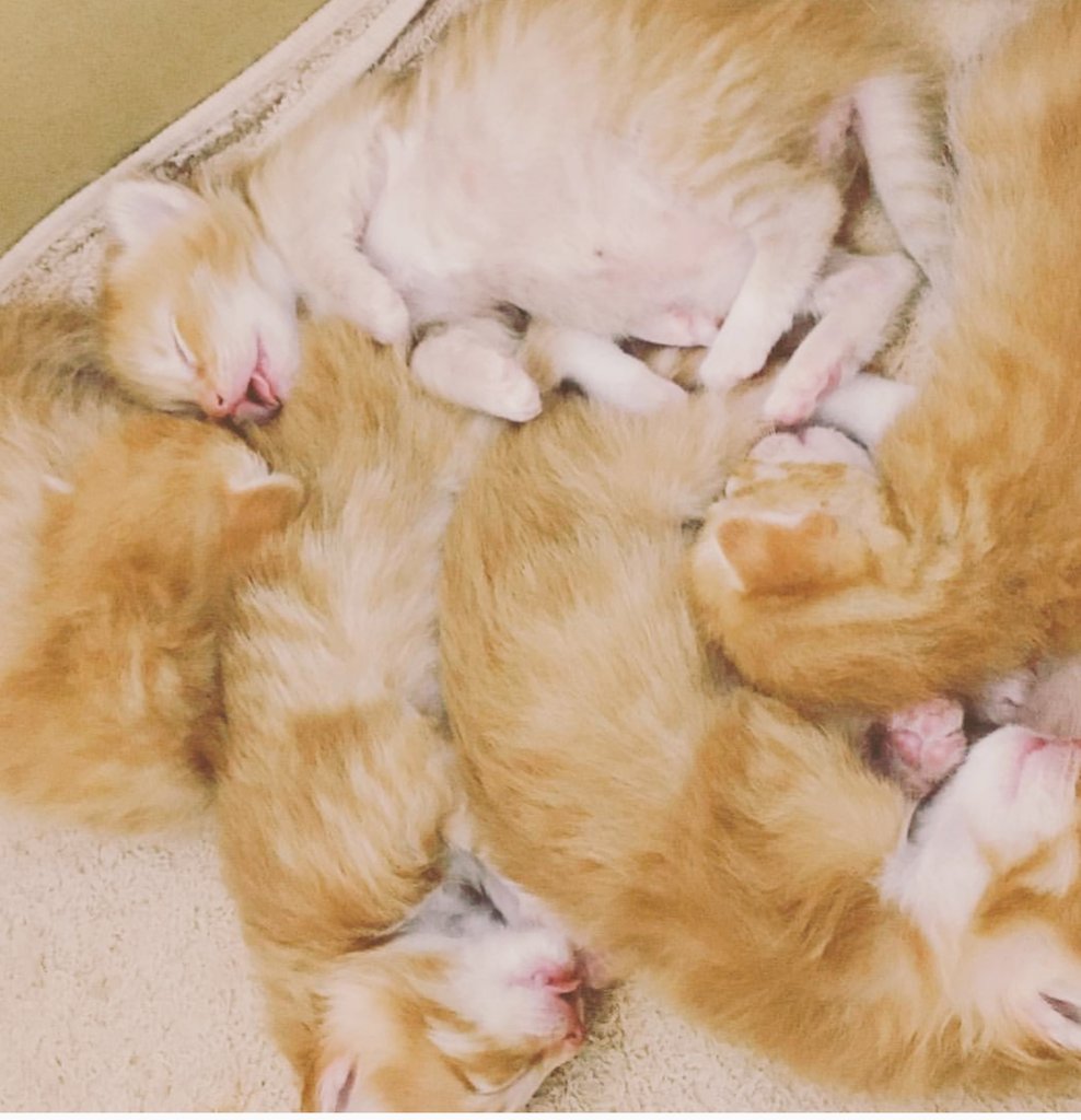 darucharo's tweet photo. 今日で金時は3才になりました🎂大きく優しい猫に育ってますね～👍兄弟4匹は長毛(笑)夏は暑いから金ちゃん短毛で良かったよ☺️　happy birthday💕
#誕生日　#猫　#cats　#元気でなりより #happybirthday https://t.co/SY43vgE2ld
