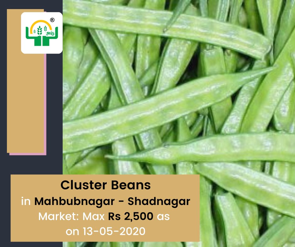 napantaofficial's tweet photo. #ClusterBeans in Mahbubnagar - Shadnagar market: Max Rs 2,500 as on 13-05-2020. For information visit:https://t.co/798l3uAHT3

#Shadnagar #NaPanta #DigitalAgriculture https://t.co/YOIJHZJ8xE