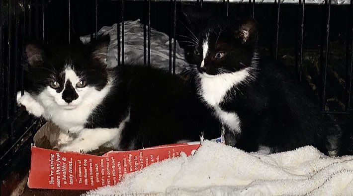 wfortner14's tweet photo. These sweet babies are free and need a good home! Please let me know if you or someone you know is interested. https://t.co/1jD0KT23y7