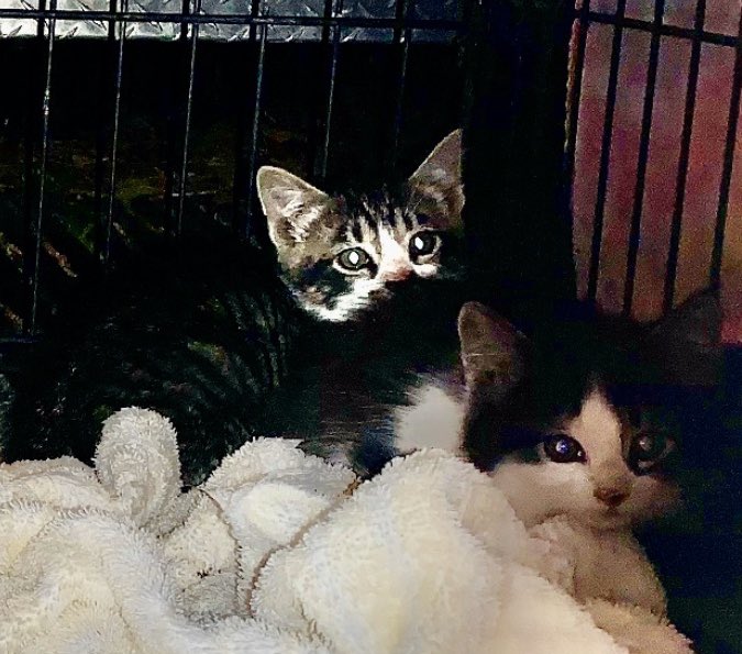 wfortner14's tweet photo. These sweet babies are free and need a good home! Please let me know if you or someone you know is interested. https://t.co/1jD0KT23y7