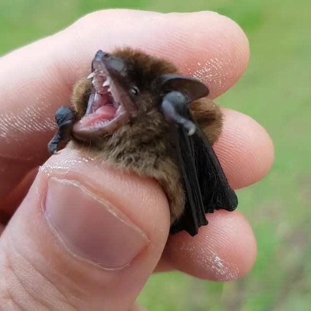 Found a picture of @BatsyBanshee in distress!!