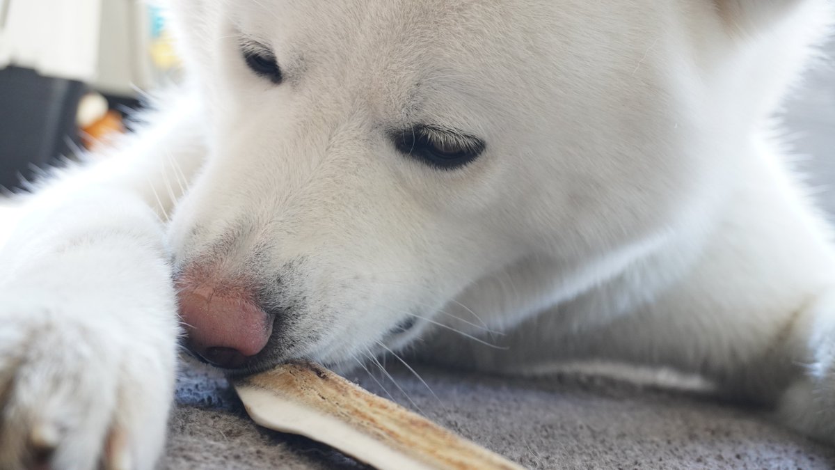 秋田犬 もんたろう En Twitter 起きてきて鹿の角をカジカジ