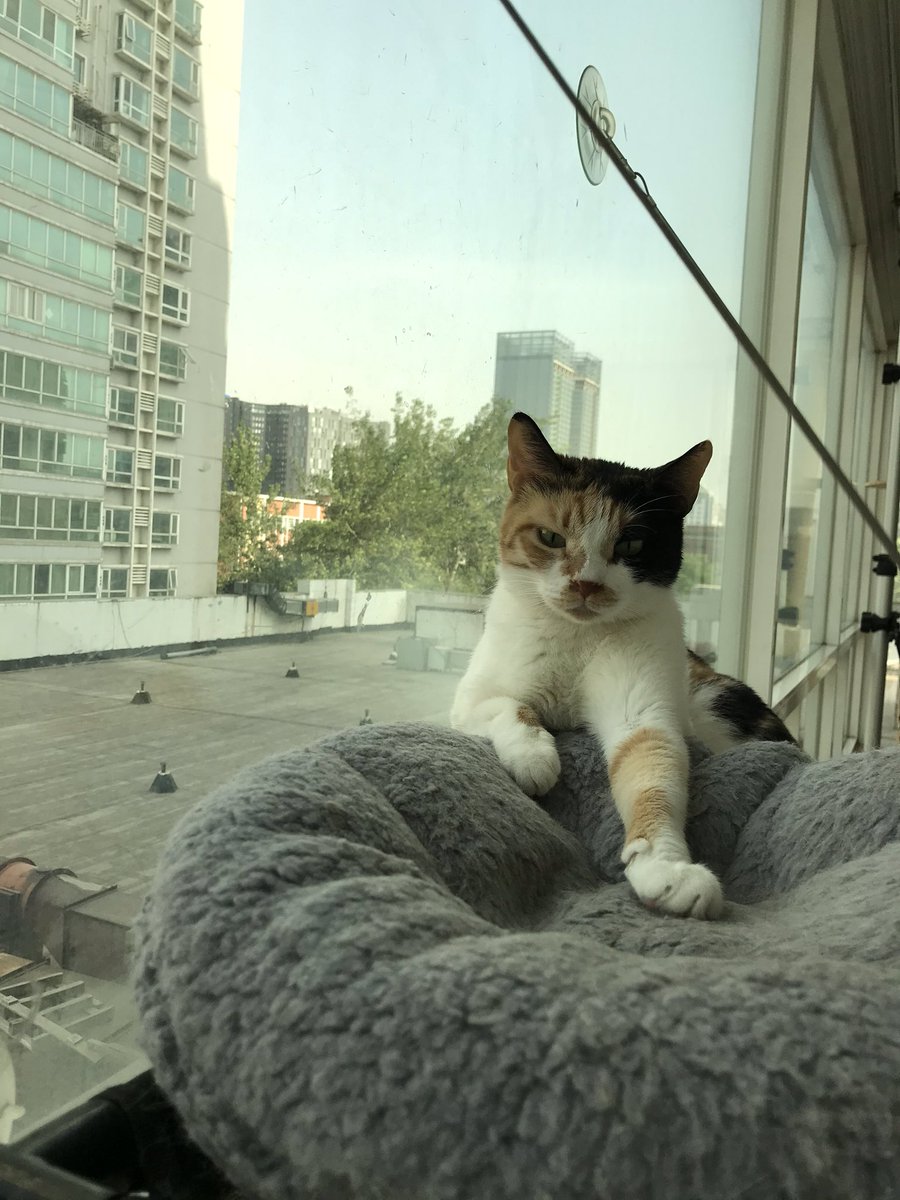 MmeLayman's tweet image. These #edurokittens are doing the hard work this morning during our #edurolearning team meeting!