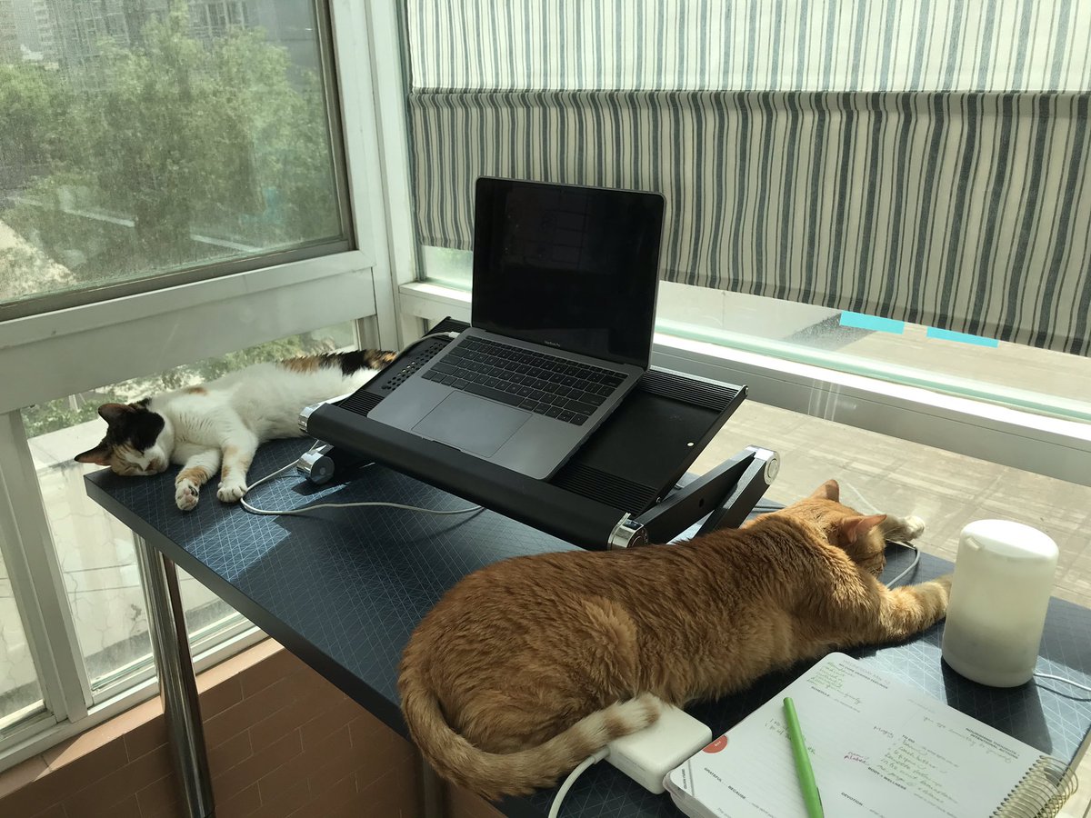 MmeLayman's tweet image. These #edurokittens are doing the hard work this morning during our #edurolearning team meeting!