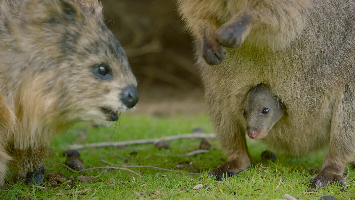 Here's the Quokka Bot getting a close-up of a Quokka joey!