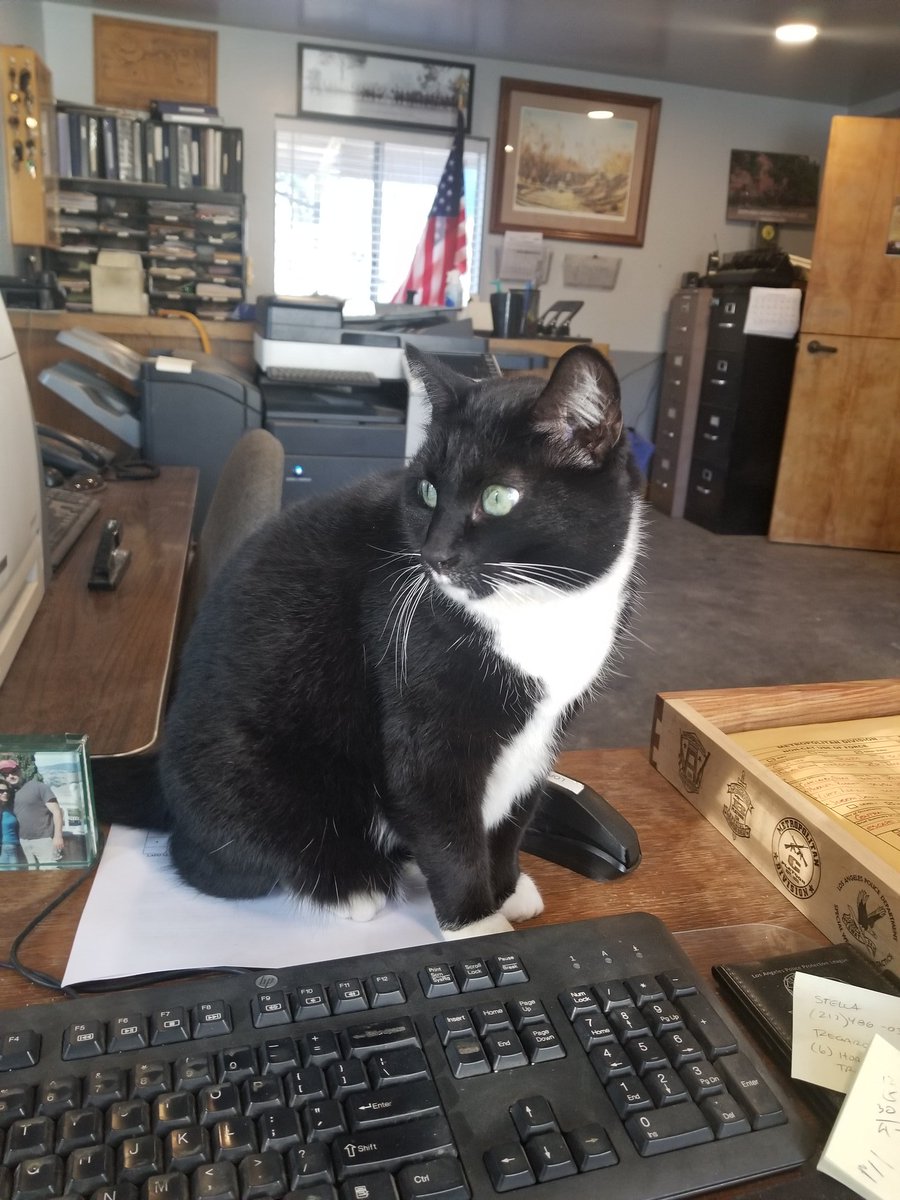 LAPD MOUNTED PLATOON tweet media