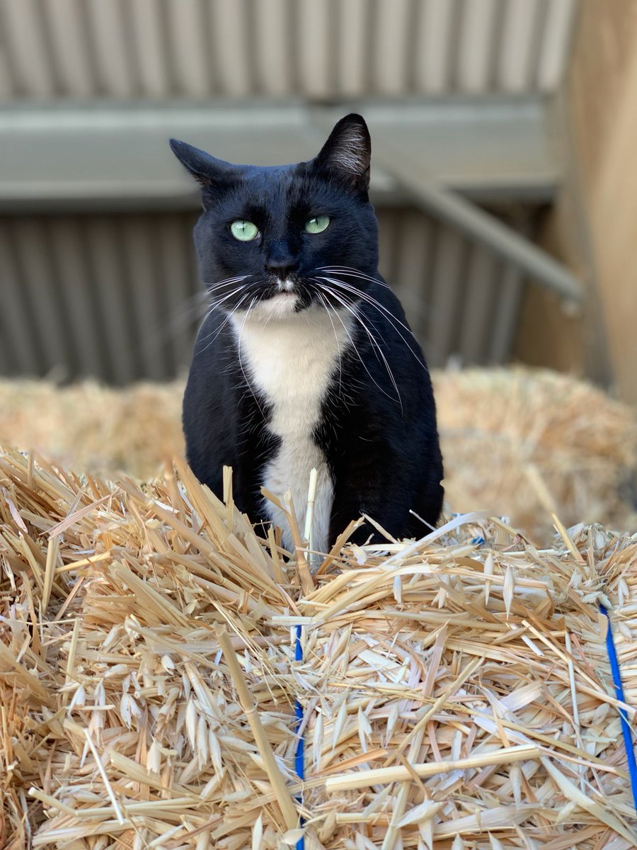 Socks continues to manage office paperwork and barn operations from the top.  She walks the perimeter ensuring critters stay clear of the barn.