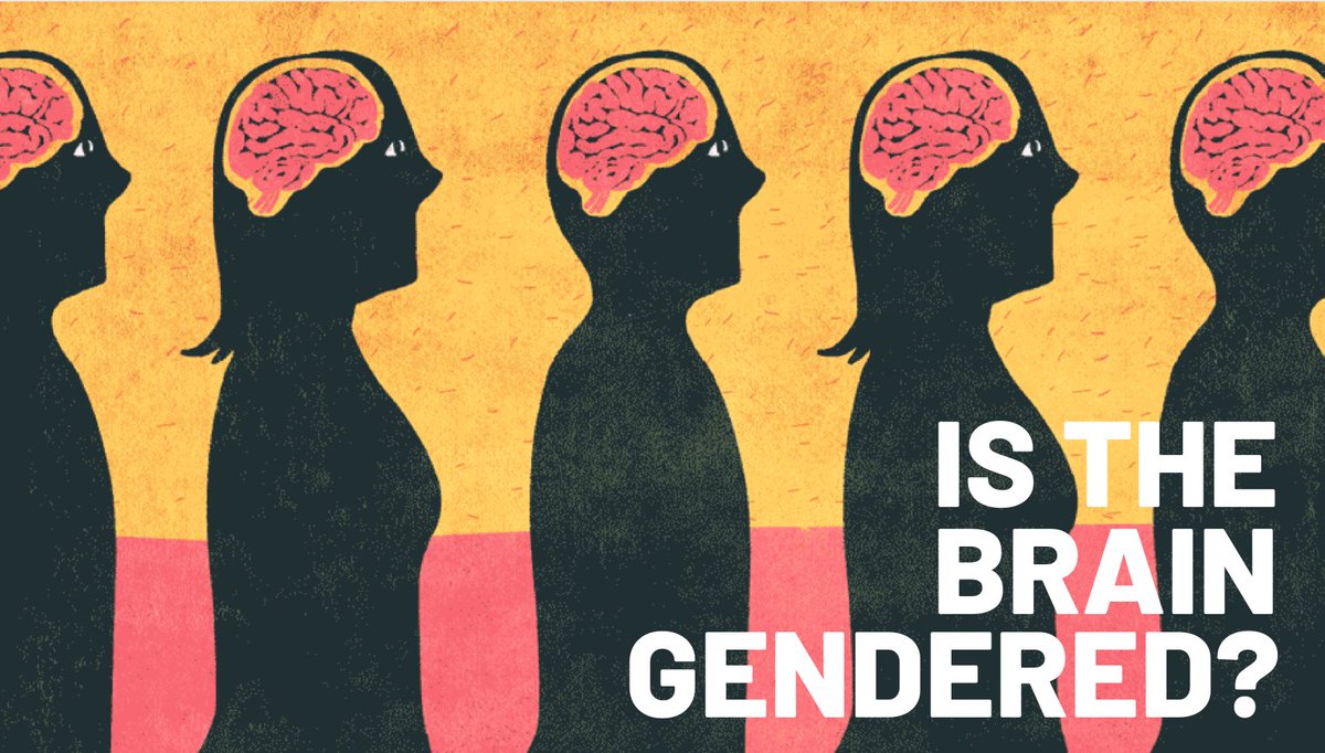 هناك العديد من النظريات حول إختلاف أدمغة النساء عن الرجال، ولكن اولاً لايوجد مايسمى (gender brain) اختلاف الأدمغة حسب الجنس، وردي أزرق باربي وليغو.ماهي إلا اعتقادات غير صحيحة وليس لها علاقة مع كيفية تشكل أدمغتنا.