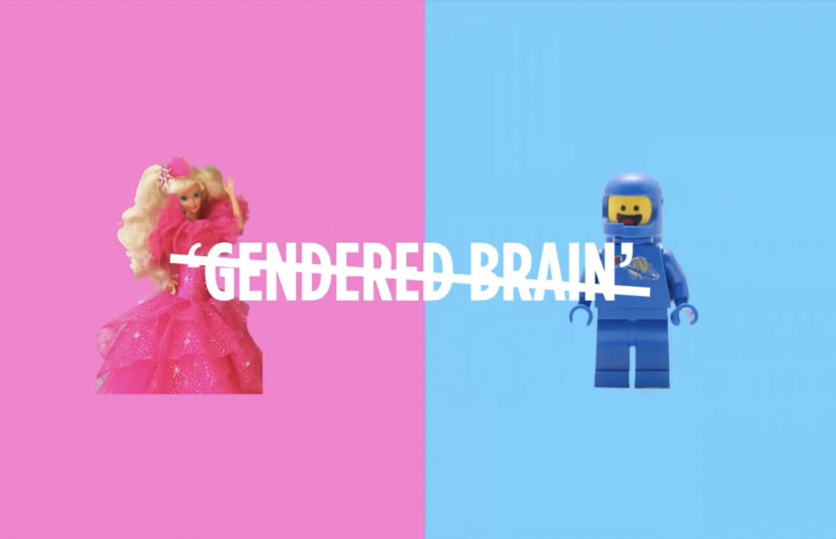 هناك العديد من النظريات حول إختلاف أدمغة النساء عن الرجال، ولكن اولاً لايوجد مايسمى (gender brain) اختلاف الأدمغة حسب الجنس، وردي أزرق باربي وليغو.ماهي إلا اعتقادات غير صحيحة وليس لها علاقة مع كيفية تشكل أدمغتنا.
