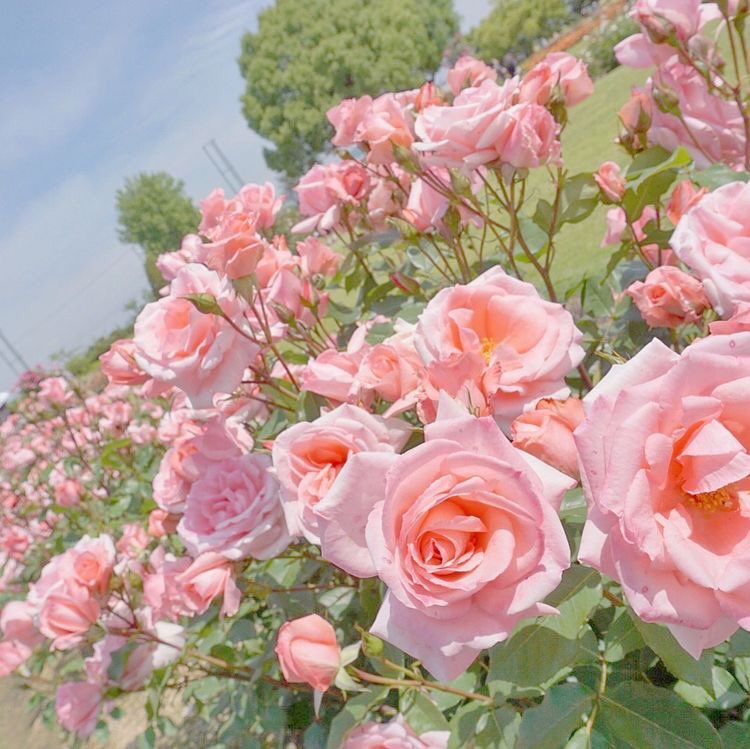 formycuteguys's tweet photo. —Good morning ❕💐✨
  ขอให้วันนี้เป็นวันที่ดีของทุกคนนะคะ☁️ขอให้เป็นวันที่สดใสไม่มีเรื่องเสียใจ🌷อย่าลืมทานข้าวเช้าด้วยนะคะทุกคน❕🌈 https://t.co/Pharqgf62S