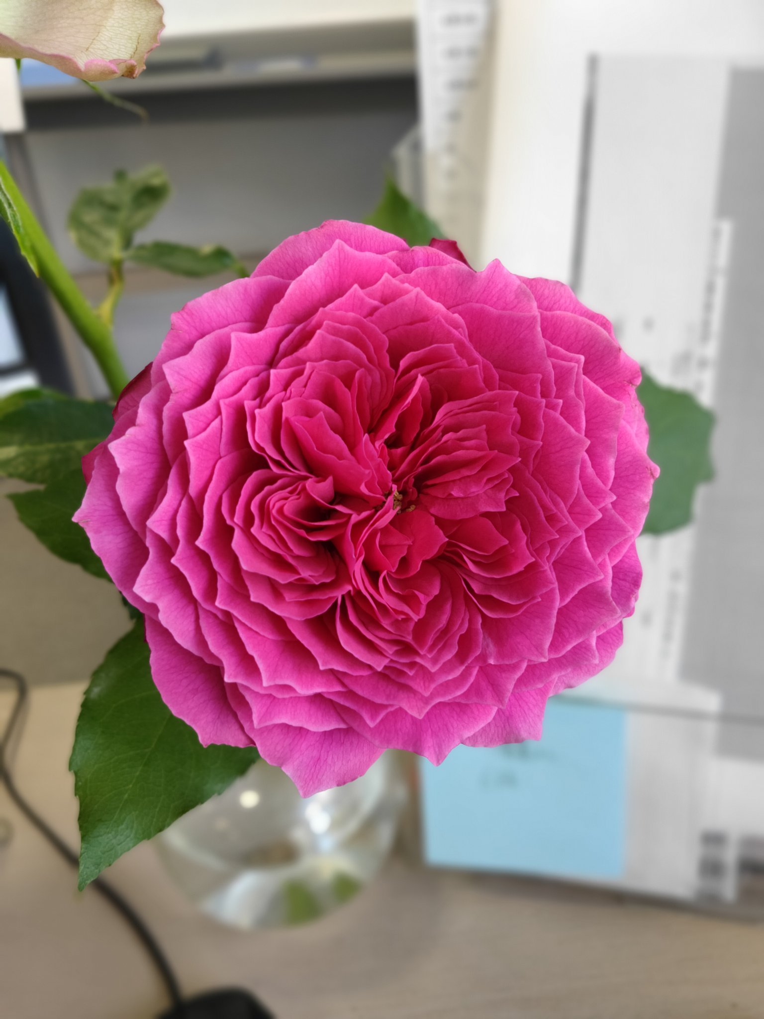 花 Serikohana Twitter